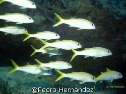 Yellow Goatfish, Humacao, Puerto Rico,camera DC 200 by Pedro Hernandez 